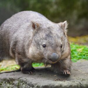 Influencer forced to flee Australia after angering locals with video of her taking baby wombat from its mother