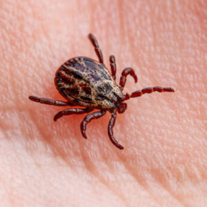 How to properly dispose of ticks if you find one How to properly dispose of ticks if you find one
