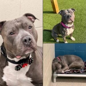 Dog loses hope, “cries endlessly” after 260 days in the shelter — looking for a perfect new home