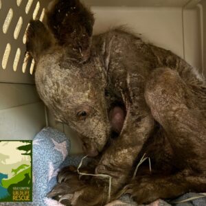 Orphaned, hairless and afraid: Now this black bear is unrecognizable Orphaned, hairless and afraid: Now this black bear is unrecognizable