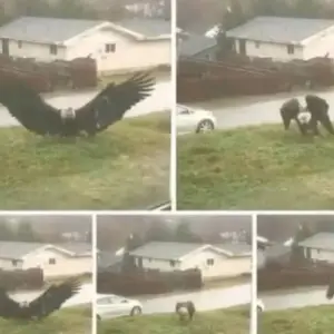 Giant Eagle captured in Bro… Giant Eagle captured in Bro…