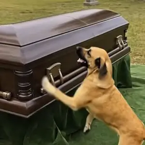 At His Mother’s Funeral, a Dog’s Bark Leads a Son to a Terrifying Discovery