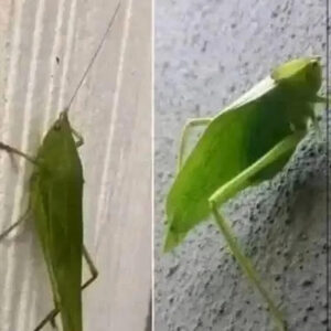 The Leaf Grasshopper’s Secret Signals The Leaf Grasshopper’s Secret Signals