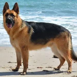 A German Shepherd Safeguarded a Baby Abandoned in a Box on a Road! A German Shepherd Safeguarded a Baby Abandoned in a Box on a Road!