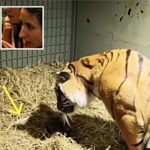 Tiger Mother Gives Birth To Lifeless Cub, Bystanders Left Stunned By Her Immediate Reaction Tiger Mother Gives Birth To Lifeless Cub, Bystanders Left Stunned By Her Immediate Reaction