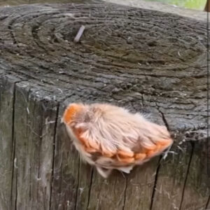 While sitting on a bench, they spotted a small, unusual creature entirely covered in fur While sitting on a bench, they spotted a small, unusual creature entirely covered in fur