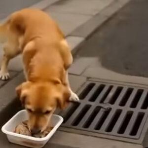 How the Golden Retriever Solved the Storm Drain Mystery How the Golden Retriever Solved the Storm Drain Mystery