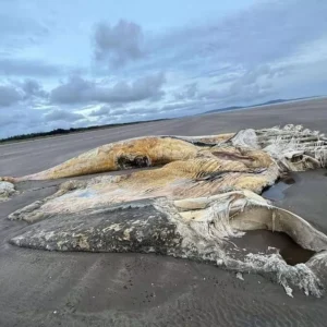 Mystery over giant creature washed up on UK beach as locals say ‘Nessie on walkabout’ Mystery over giant creature washed up on UK beach as locals say ‘Nessie on walkabout’