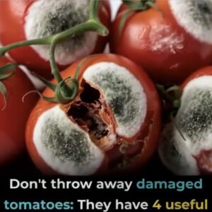 Think Twice Before Discarding Damaged Tomatoes Think Twice Before Discarding Damaged Tomatoes
