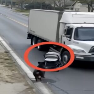 Brave Dog Saves Baby from Dangerous Truck Accident! Brave Dog Saves Baby from Dangerous Truck Accident!