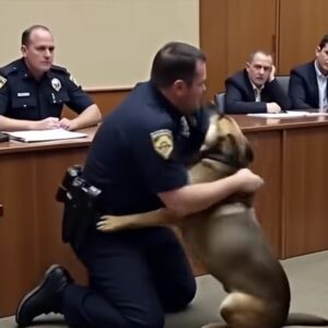 A Soldier Bids an Emotional Farewell to His K9 Companion
