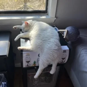 Viral Mind-Bending Photos