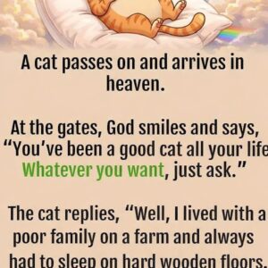 When a Beloved Cat Reaches Heaven