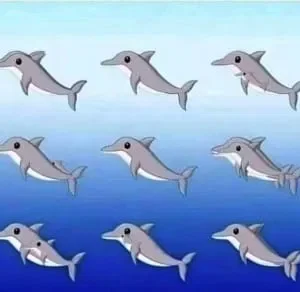 How many dolphins can you spot in the picture?