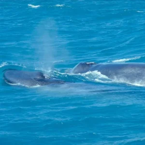 What Does It Mean for Humanity When Blue Whales Go Silent?