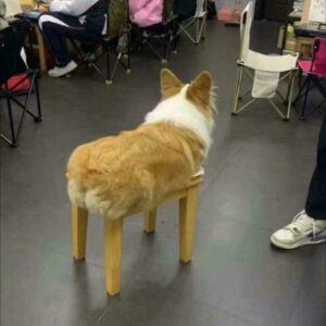 Confusing Photos That You Might Need To Look At Twice To Understand What’s Going On (New Pics)