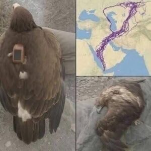 Eagle Mystery Solved