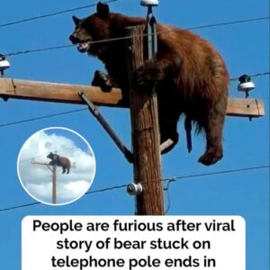 Tragic update on story of bear stuck on top of telephone pole