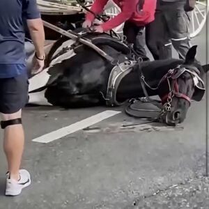 They Thought the Horse Needed Help, But What They Found Was Unexpected